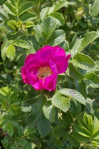 ハマナスの花。