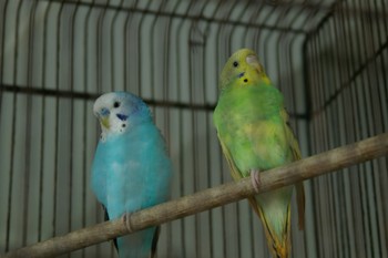 ナハのインコ。