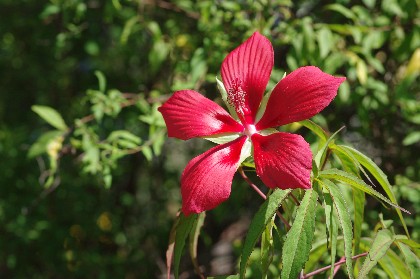 紅蜀葵咲く！