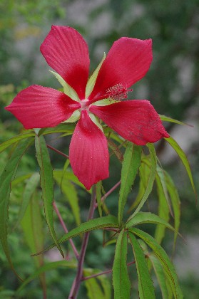 紅蜀葵咲く！