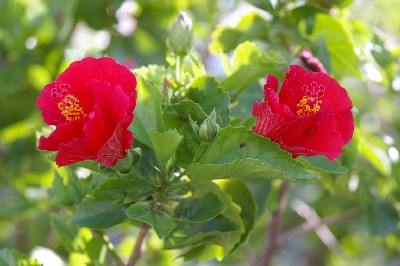 夏の花。
