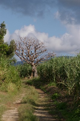 八重山の夏。