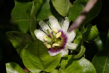 パッションの花！