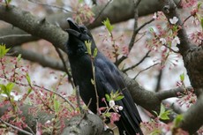それぞれの春。