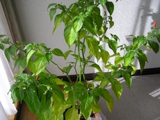 島とうがらし＊その後。