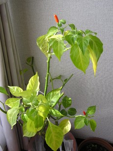 島とうがらし＊その後。