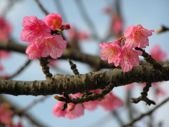 寒緋桜。