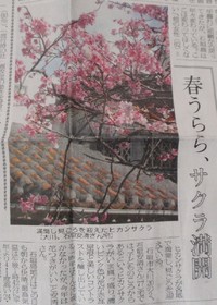 八重山の桜。