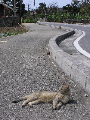 まったり猫。