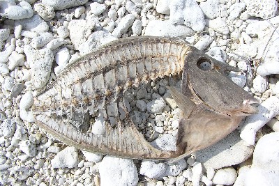 漂着魚。