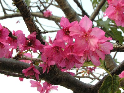 那覇の桜。