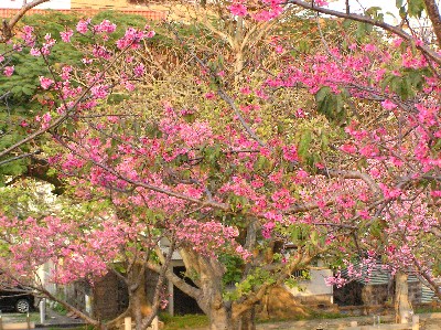 那覇の桜。