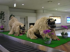 獅子舞＊那覇空港。