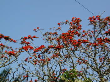 デイゴの紅白花。