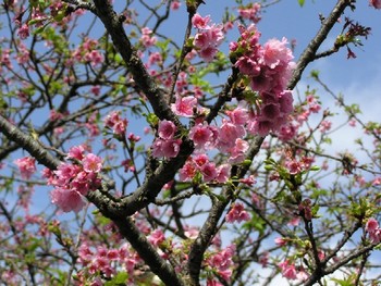 那覇の寒緋桜。