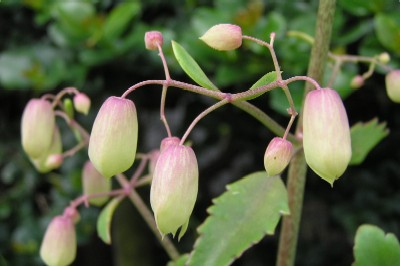 幸福の花。