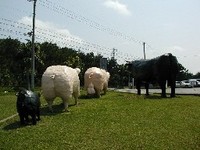 豚さん、どこへ行く…