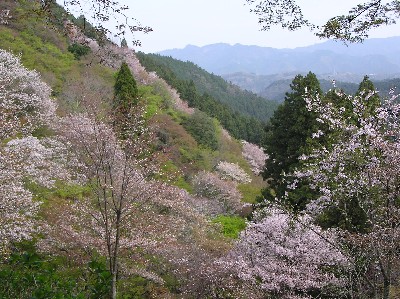吉野山へ。