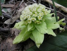 春の花＊北海道