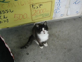 池間島の猫。