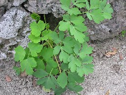 長命草