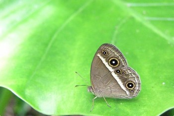 リュウキュウヒメジャノメ。