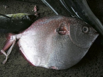 マンボウ？