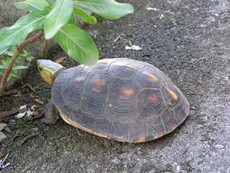 セマルハコガメ。