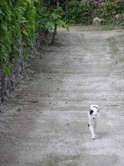 ２・２２＊猫の日。