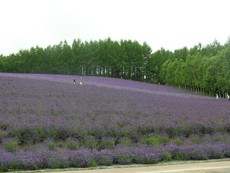 ファーム富田。