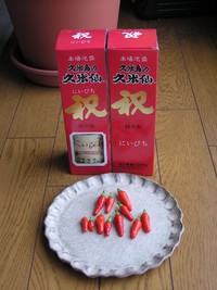 島とうがらし＊収穫。