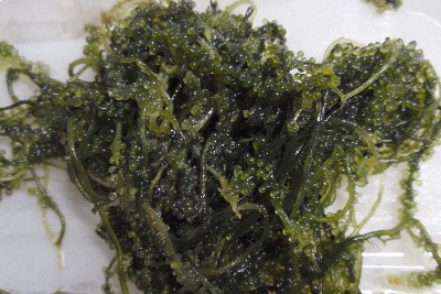 海ぶどう。