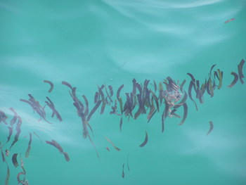 海藻。