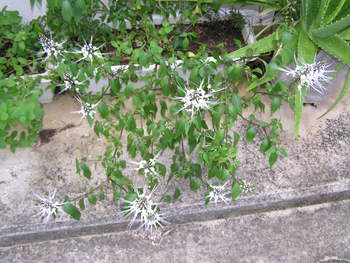 ねこひげの花＊まんだらー茶。