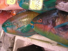赤嶺鮮魚店。