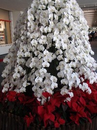 那覇空港のツリー。 2011/12/30 12:53:11