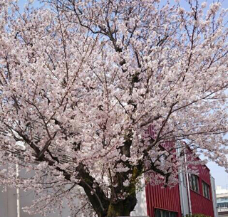 桜の季節