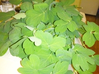 大好きな沖縄野菜の長命草 2013/02/17 21:28:00