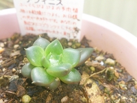 我が家の多肉植物は元気いっぱいです 2013/02/23 21:50:00