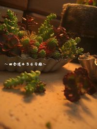 小さな寄せ植え 2013/04/18 22:29:33