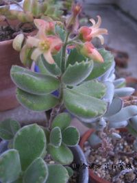 頂いた多肉植物。 2013/02/07 18:14:12
