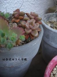 2月の多肉。 2013/02/06 09:16:06