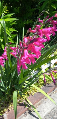 Flowers!