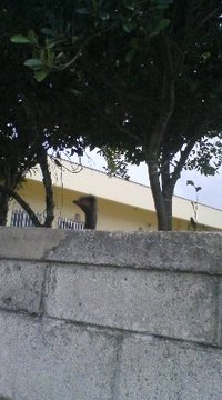 塀の向こう側(笑) 2009/05/07 23:37:26