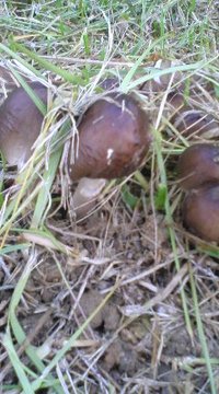 まつたけ!? 2010/06/07 11:58:51