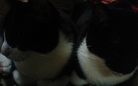 ハナとクロ 2011/04/17 00:01:51