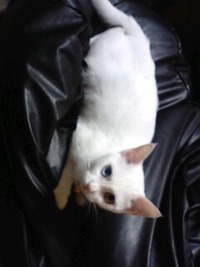 現在のタマちゃん 2011/03/03 08:53:44