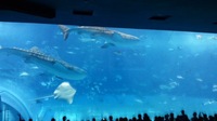 美海水族館に行ってきました♪)) 2011/10/04 01:13:52