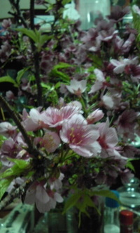 ばぁば・りょうじゅ・テツ・このか・私≧艸≦)ｷｬぁ 2011/02/15 03:00:00