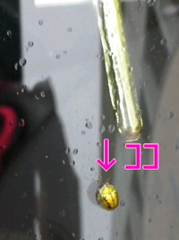 *てんとう虫*に金メダル… 2011/11/15 01:00:24